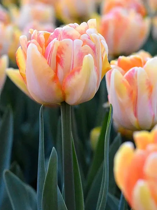Tulpe ‘Foxy Foxtrot’ 5 sīpoli