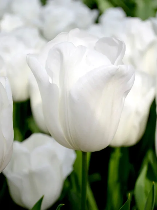 Tulpe ‘Royal Virgin' 5 sīpoli
