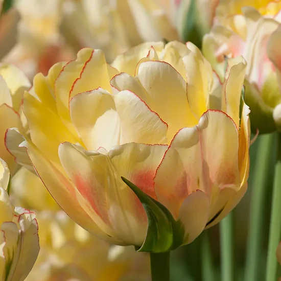 Tulpe ‘Akebono’ 5 sīpoli