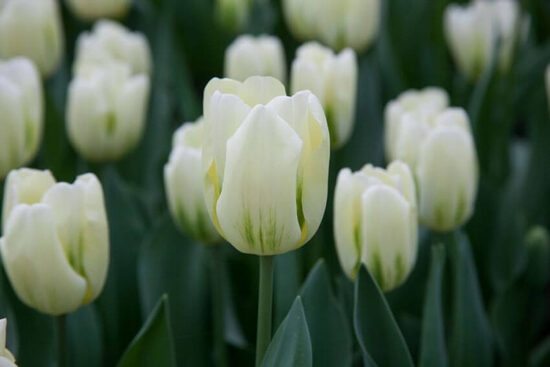 Tulpe ‘Green Spirit’ 5 sīpoli