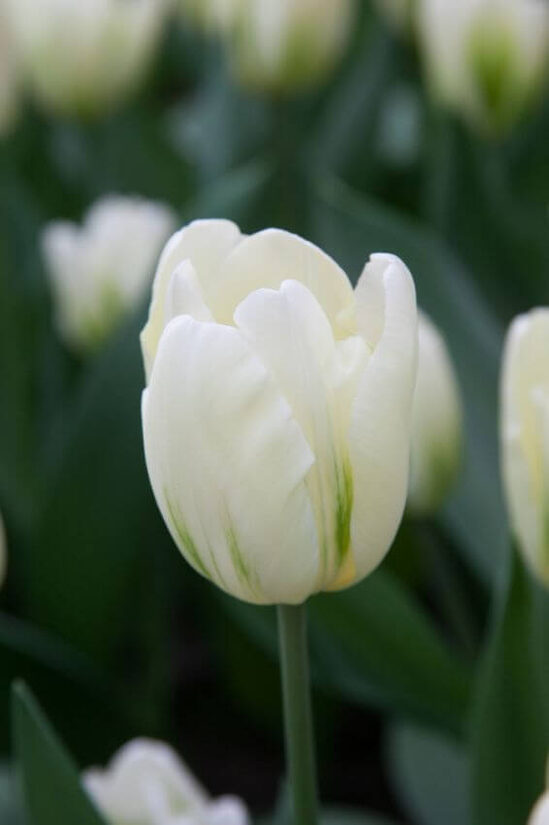 Tulpe ‘Green Spirit’ 5 sīpoli