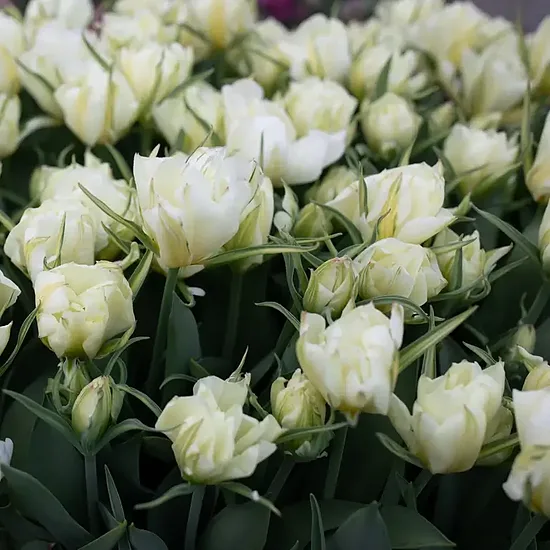 Tulpe 'Exotic Emperor' 5 sīpoli