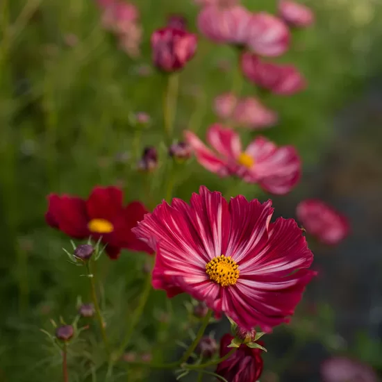 Garden cosmos ‘Velouette’ (Cosmos bipinnatus), 20 seeds