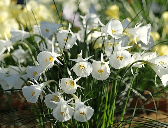 Narcise 'White Petticoat' 5 sīpoli