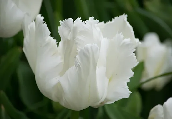 Tulpe 'White Parrot' 5 sīpoli