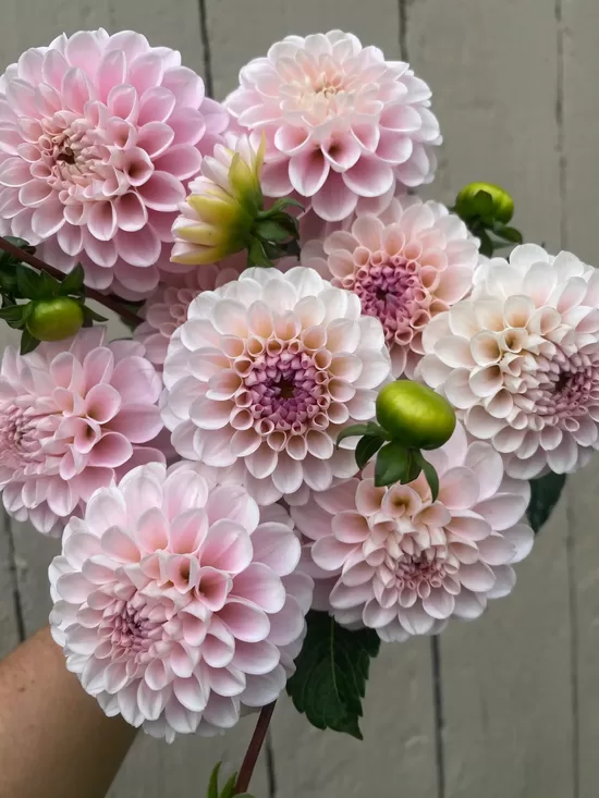 Dālija 'Wizard of Oz' 1 gums