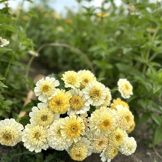 Gleznā cīnija 'Cresto! Cream' (Zinnia elegans) 