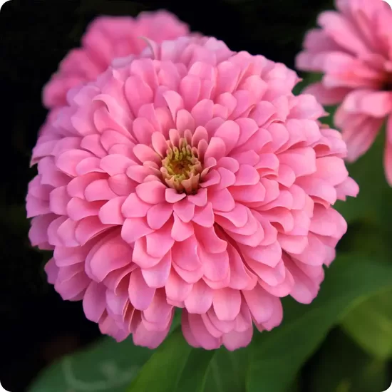 Common zinnia ‘Oklahoma Pink’ (Zinnia elegans)