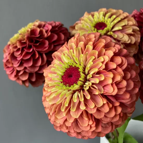 Common zinnia 'Queen Red Lime' (Zinnia elegans)