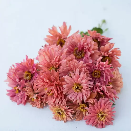 Gleznā cīnija 'Super Cactus Señorita' (Zinnia elegans) 