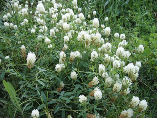 Aleksandrijas āboliņš (Trifolium alexandrinum)
