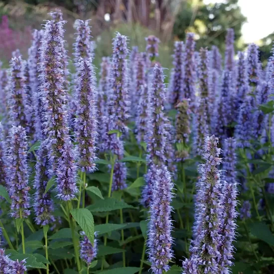 Agastache ‘Liquorice Blue’ (Agastache rugosa) 20 seeds