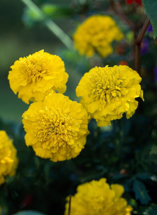 Zemā samtene ‘Yellow Jacket’ (Tagetes patula) 0,2g