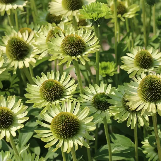 Echinacea purpurea ‘Alan’s Pride’ (Echinacea purpurea), 10 seeds