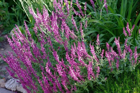 Hybrid Sage 'Rose Queen' (Salvia x superba), 10 seeds