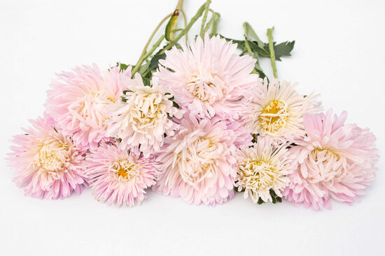 Ķīnas astere 'King size Appleblossom' (Callistephus chinensis) 0,1g