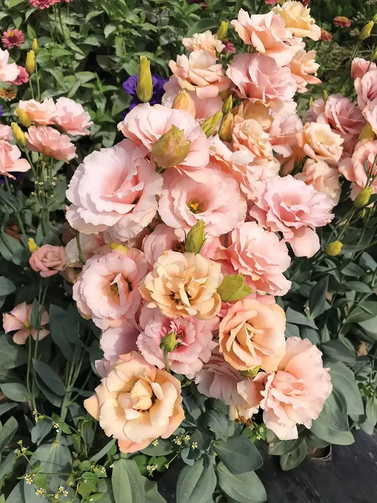 Lizante 'Arena 3 Apricot' F1 (Eustoma grandiflorum) 10 sēklas