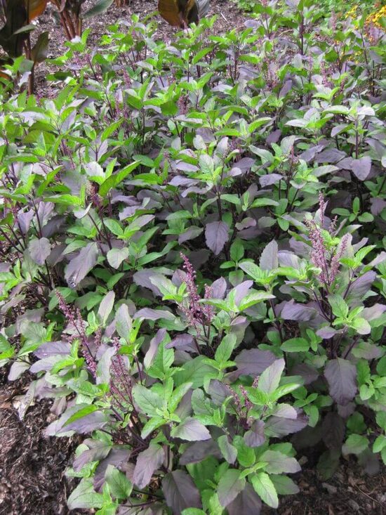 Holy basil | Red tulsi (Ocimum tenuiflorum) 0,1g