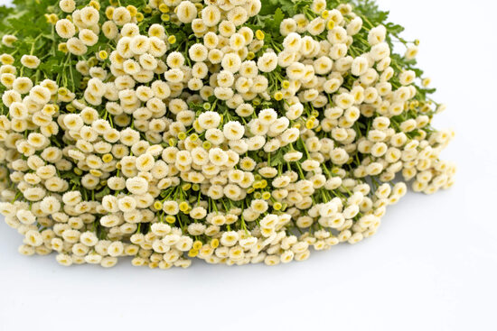 Meiteņu zeltpīpenīte ‘Baya’ (Tanacetum parthenium) 10 sēklas