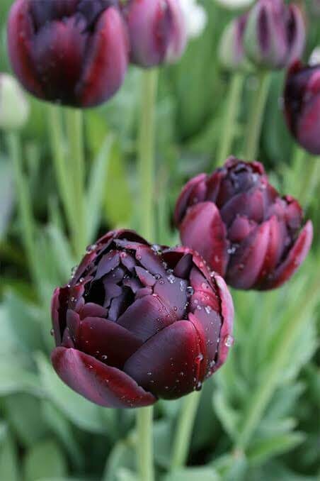 Tulpe 'Black Hero' 5 sīpoli