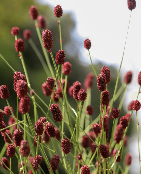 Ārstniecības brūnvālīte (Sanguisorba officinalis) 20 sēklas
