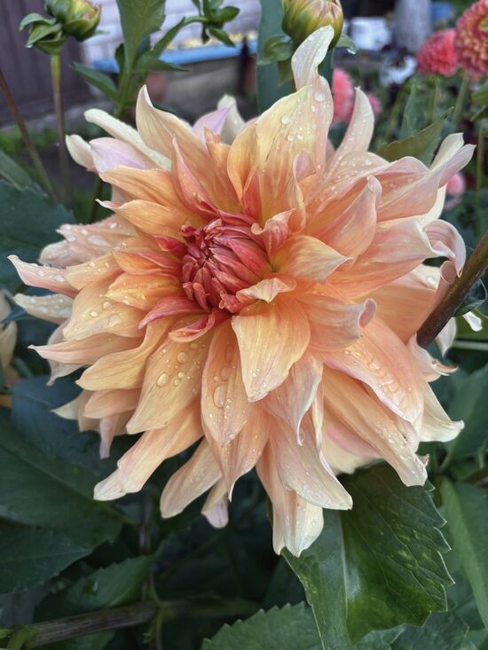 Dahlia 'Big Brother', 1 tuber