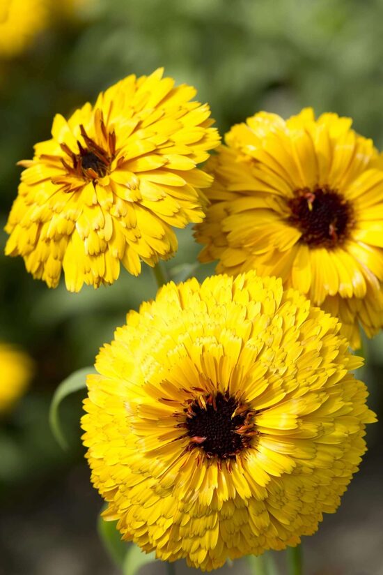 Common marigold 'Bull's eye' (Calendula officinalis) 0,5g
