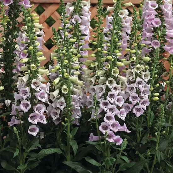 Purpursarkanā uzpirkstīte 'Camelot Lavender' F1 (Digitalis purpurea) 10 sēklas