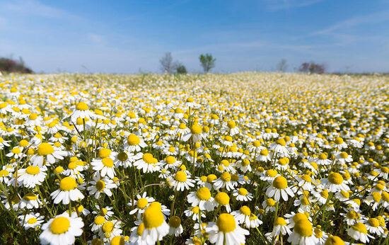 Ārstniecības kumelīte (Matricaria chamomilla)