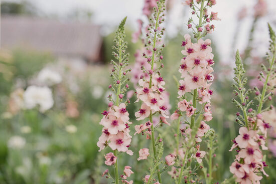 Deviņvīruspēks 'Southern Charm' (Verbascum x hybrida) 10 sēklas