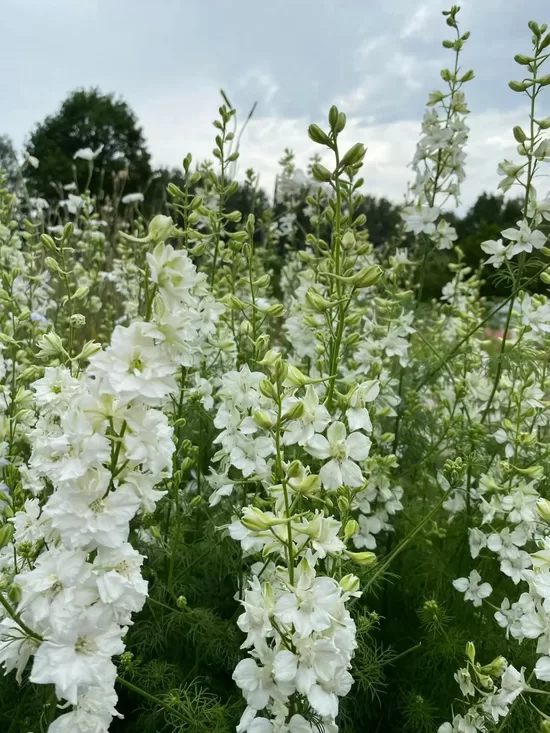 Ajaksa delfīnija 'White King' (Delphinium ajacis) 20 sēklas