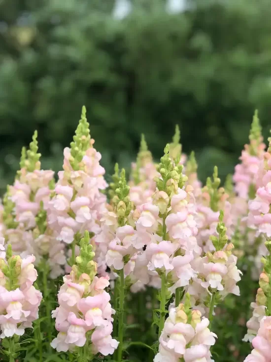 Lauvmutīte 'Costa Silver' (Antirrhinum majus), 20 sēklas
