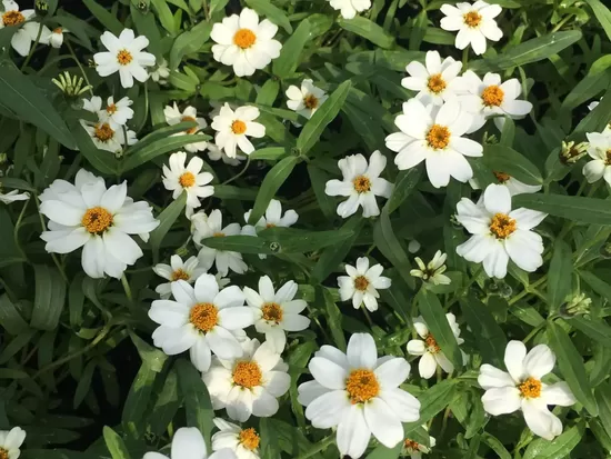 Narrowleaf zinnia ‘Crystal White’ (Zinnia angustifolia) 20 seeds