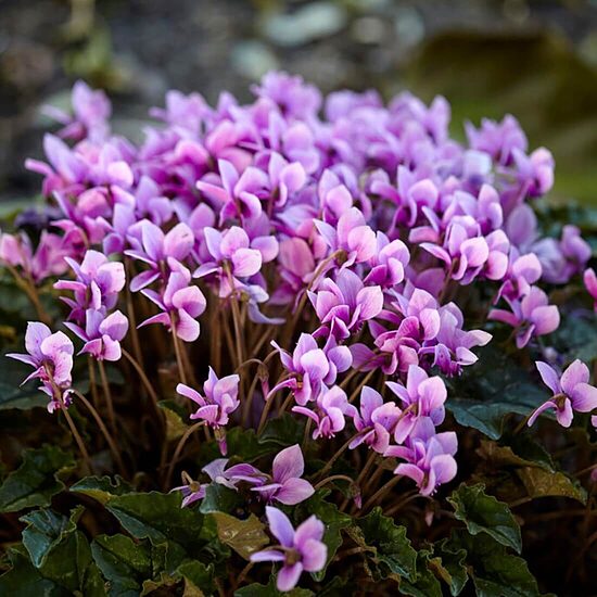 Efejlapu ciklamena (Cyclamen hederifolium) 5 sīpoli