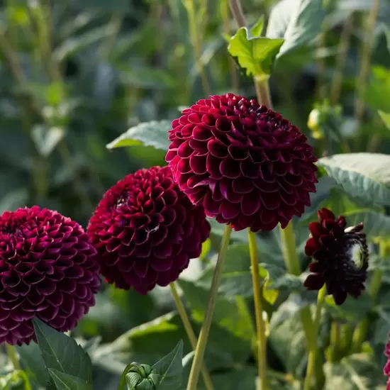 Dālija 'Black Pierre' 1 gums