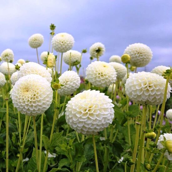 Dālija 'Ryecroft Jan' 1 gums