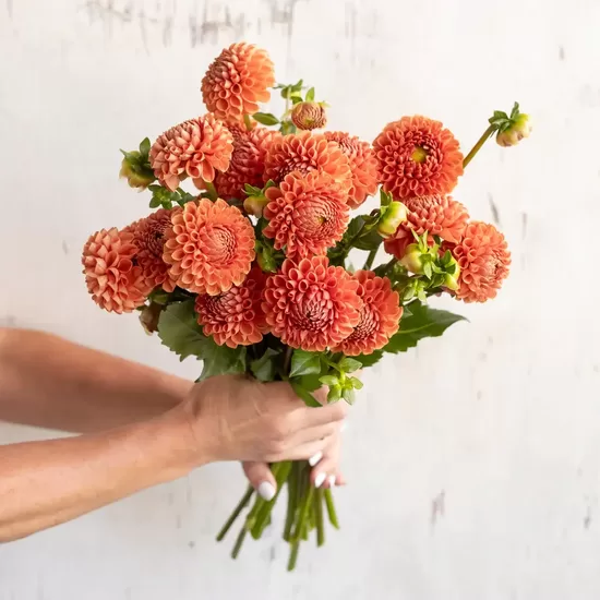 Dālija 'Cornel Bronze' 1 gums