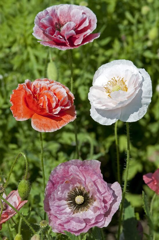 Common poppy ‘Dawn Chorus’ (Papaver rhoeas) 0,2g