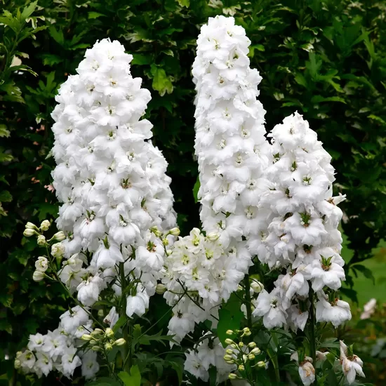 Gaiļpiesis hibrīdais 'Benary’s Pacific Galahad' (Delphinium hybrida) 20 sēklas