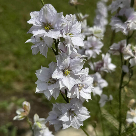 Larkspur ‘Fancy Smokey Eyes’ (Delphinium consolida) 0,1g