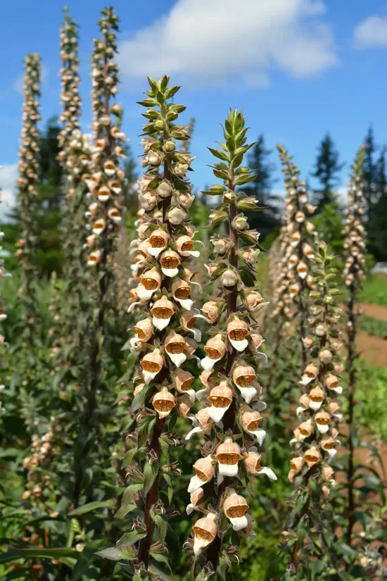 Vilnainā uzpirkstīte 'Café creme' (Digitalis lanata) 10 sēklas