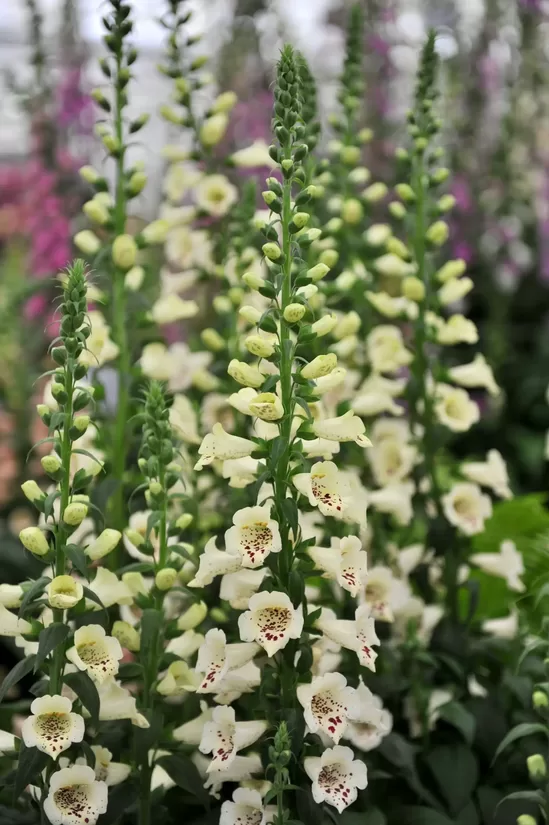Purpursarkanā uzpirkstīte 'Camelot Cream' F1 (Digitalis purpurea) 10 sēklas