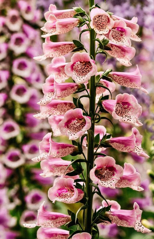 Purpursarkanā uzpirkstīte ‘Dottie Warm Rose’ F1 (Digitalis purpurea) 10 sēklas