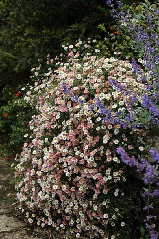 Karvinska jānītis ‘Profusion’ (Erigeron karvinskianus) 20 sēklas