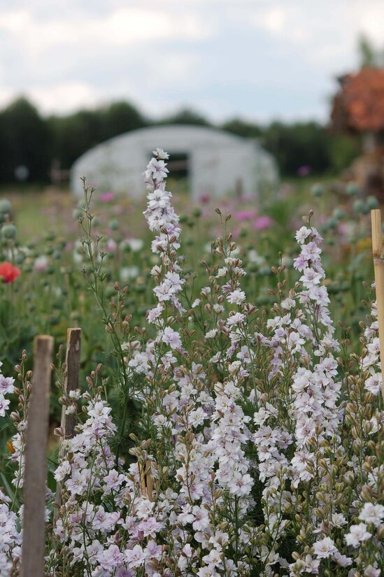Vasaras delfīnija 'Fancy Smokey Eyes' (Delphinium consolida) 0,1g
