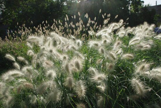 Feathertop Grass ‘Fluffy’ (Pennisetum villosum) 10 seeds