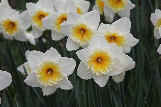 Narcise 'Orange Ice Follies' 5 sīpoli