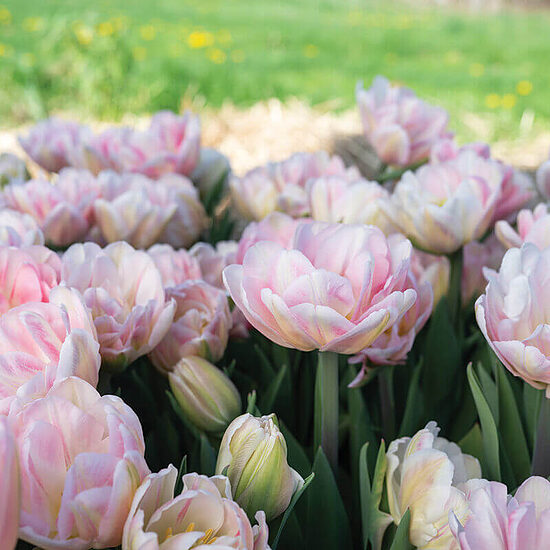 Tulpe 'Foxtrot' 5 sīpoli