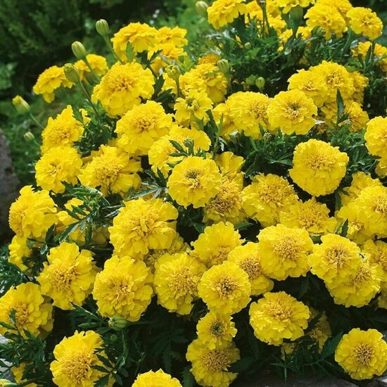 French marigold ‘Yellow Jacket’ (Tagetes patula) 0,2g