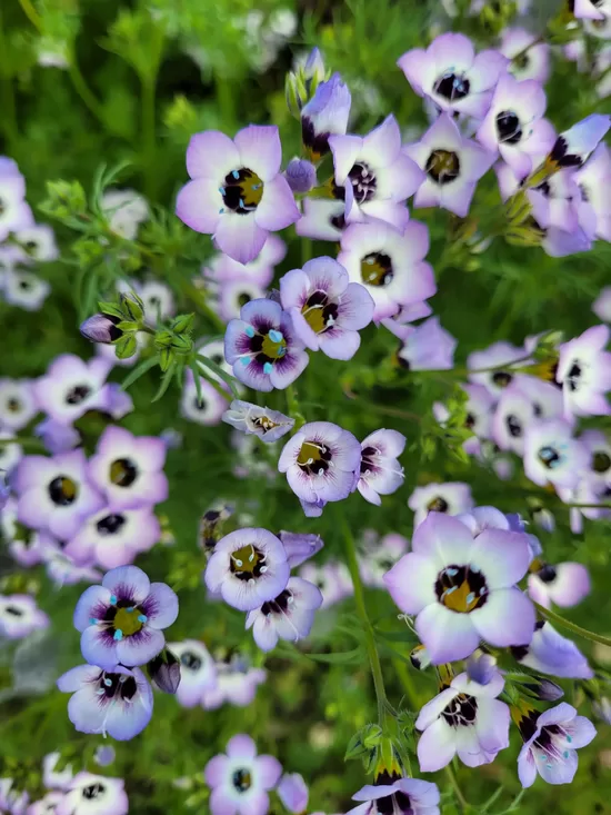 Trīskrāsu gilija (Gilia tricolor) 0,2g